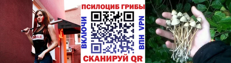 где можно купить наркотик Правдинск площадка телеграм Галлюциногенные грибы Psilocybine cubensis